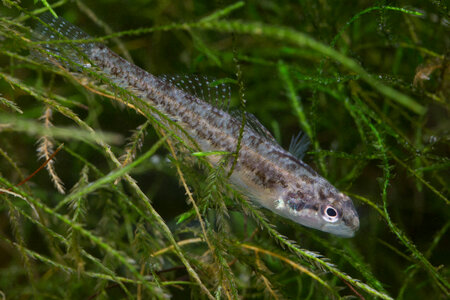Fountain darter-1