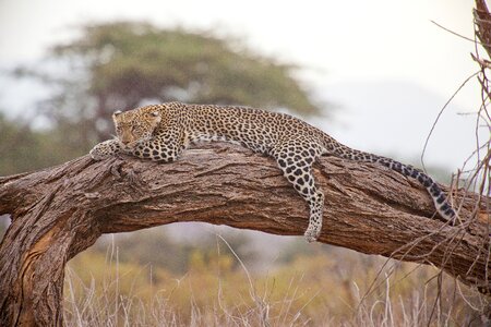 Safari africa kenya photo