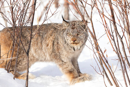 Female lynx fitted with GPS collar-1