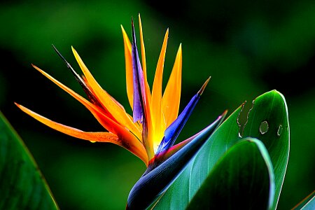 Floral plant natural