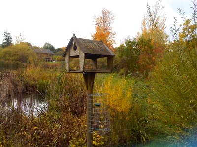 Autumn fall plants photo