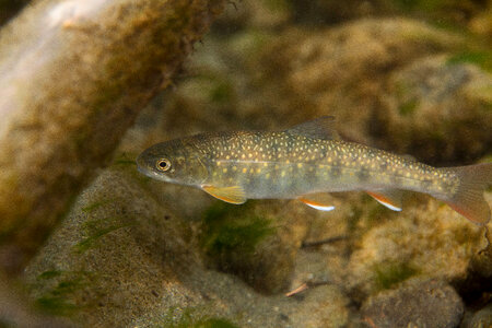 Dolly Varden-1