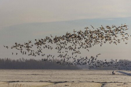 Animal avian basin