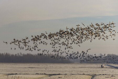 Animal avian basin photo