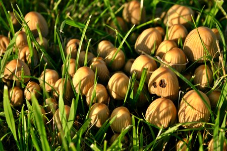 Autumn plant grass