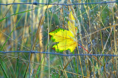 Leaf fall foliage fall color photo