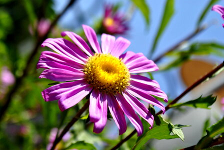 Purple Flower In Sun photo