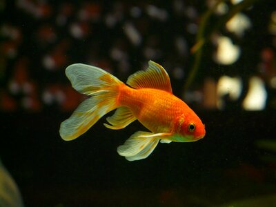 Swim aquarium freshwater fish