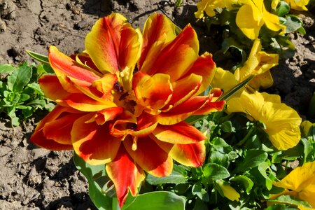 Flower Garden reddish tulips photo