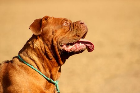 Dog de bordeaux french mastiff moloss