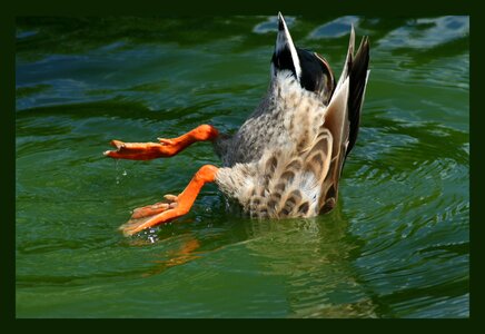 Pintail duck diver diving photo