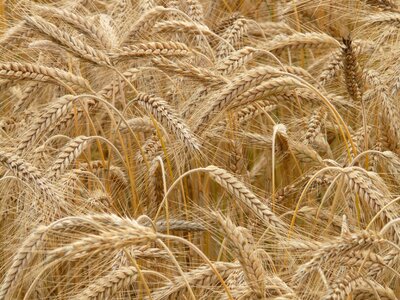 Grain field rye field