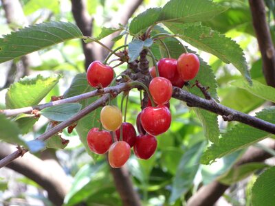 Cherry tree fruits fruit