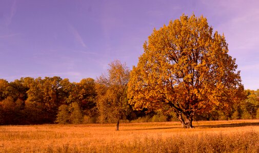 Autumn colors leaves tree autumn