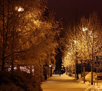 Snowy avenue with trees with street lights photo