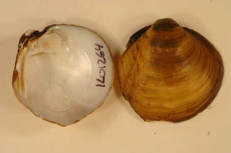 Amphinaias pustulosa-1