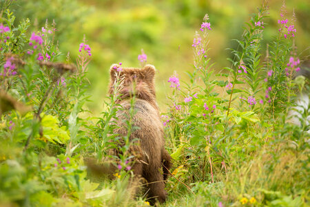Kodiak brown bear backside