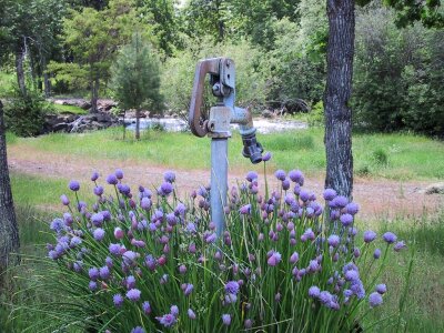 Flowers waterspout 