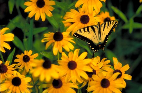 Black brown butterfly photo