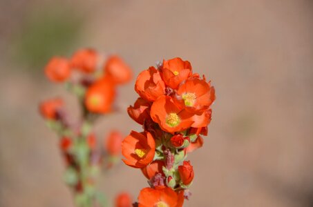 Arches national park bloom blossom