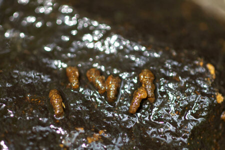 Aquatic invertebrate-2