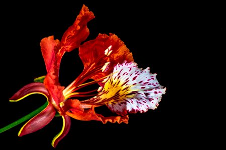 Blossom bloom red