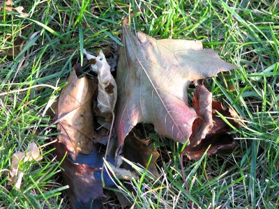Ancient dead grass plants