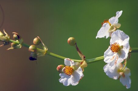 Flowers plant potato
