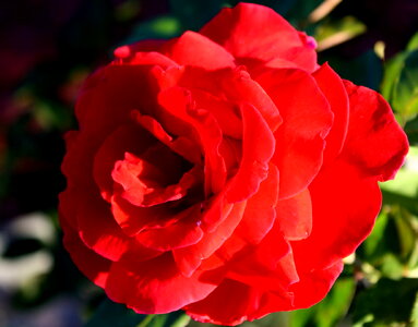 Beautiful Photo bloom blooming