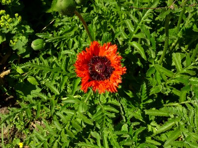 Nature flower poppy spring