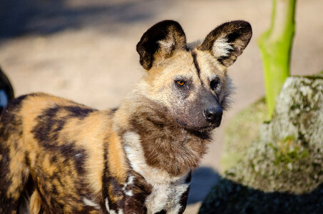 African Wild Dog - Lycaon pictus photo