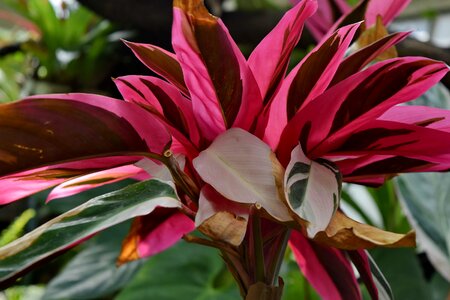Petals pink rain forest