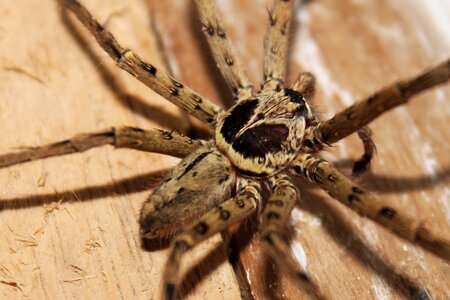 Arachnophobia scary halloween photo