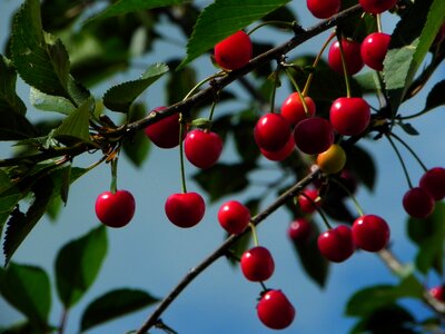 Fruit red summer