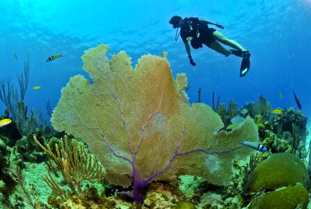 Scuba Diver in Ocean photo