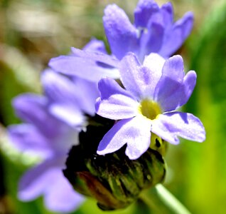 Flower light blue spring photo