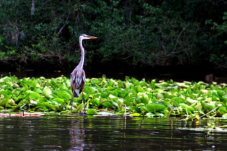 Gray blue louisiana