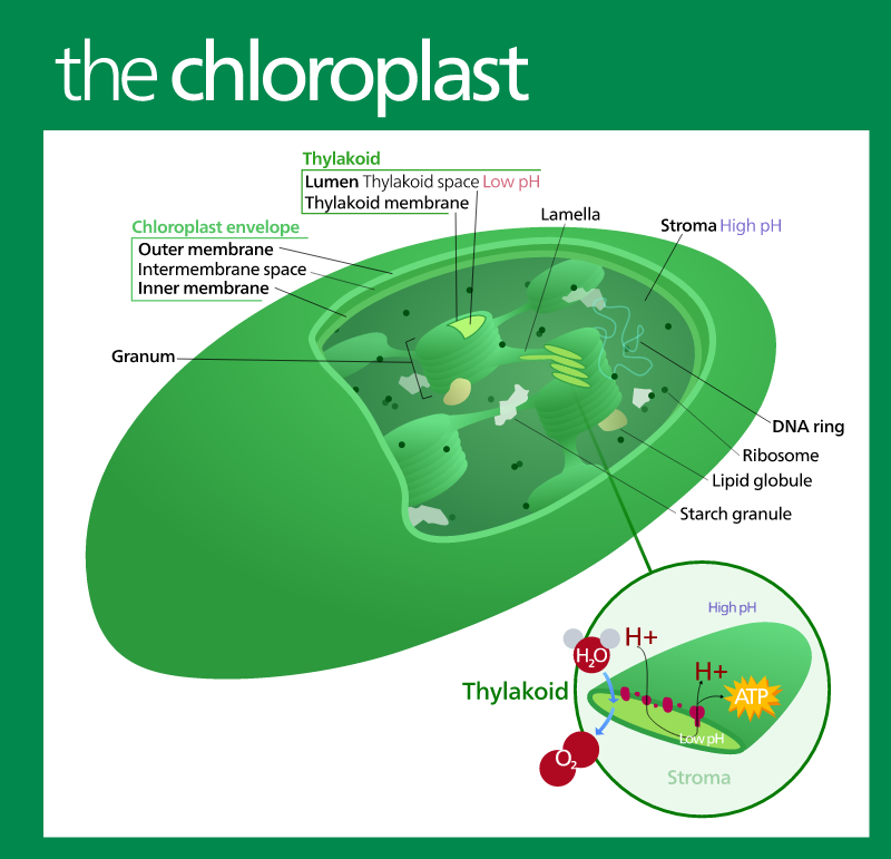 Chloroplast diagram