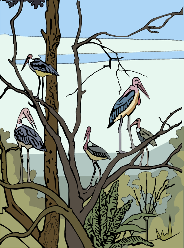 Marabou Stork