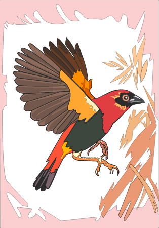 Red-yellow Bishop 