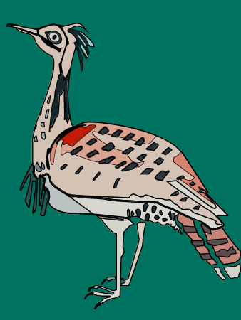 Chlamydotis undulata