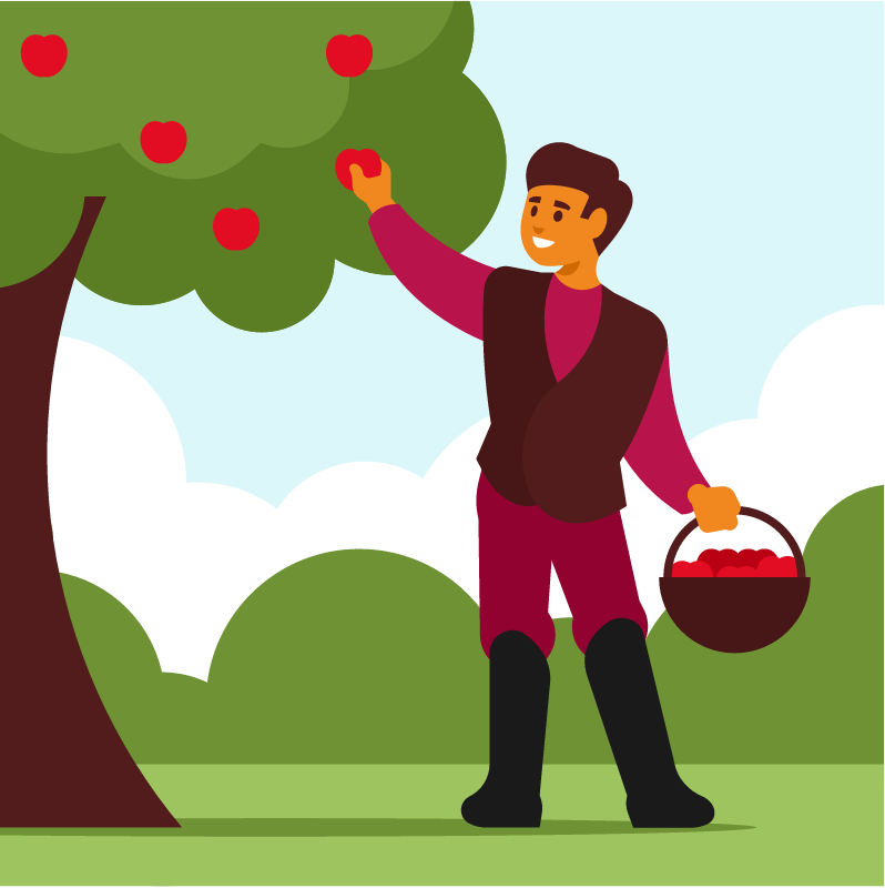Man Collecting Apples from Tree