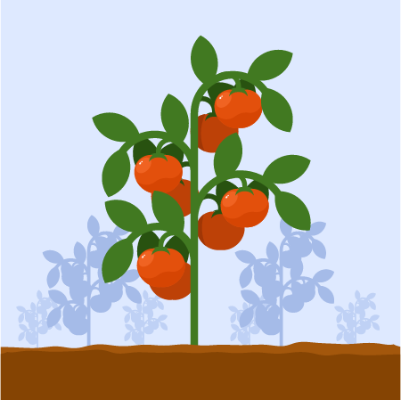 Tomato Garden in Full Bloom