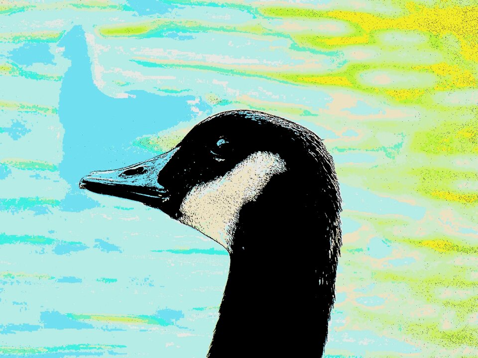 Bird water fowl avian