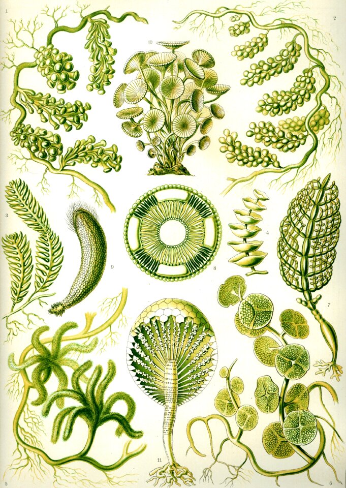 Caulerpa siphonal hale siphoneae