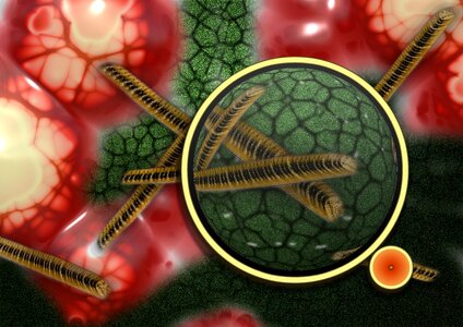 Aureus blood cells iron
