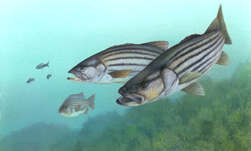 Morone saxatilis rock bass white perch