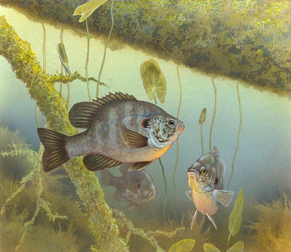 Lepomis microlophus centrarchidae water creature