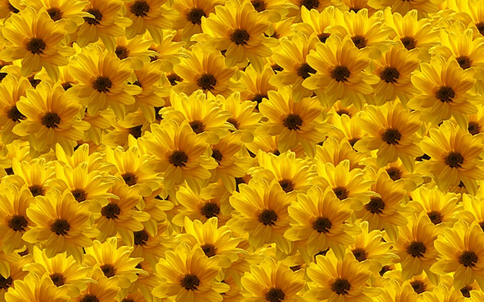 Fill flora Free illustrations