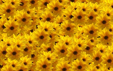 Fill flora Free illustrations